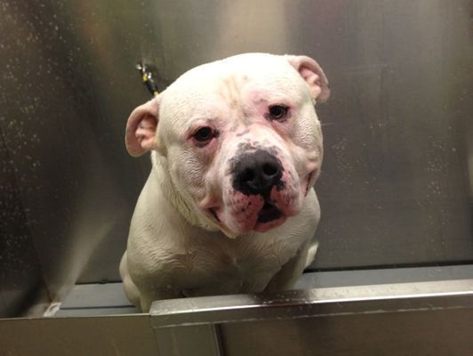 A white dog is sitting on a metal shelf and looking at the camera.