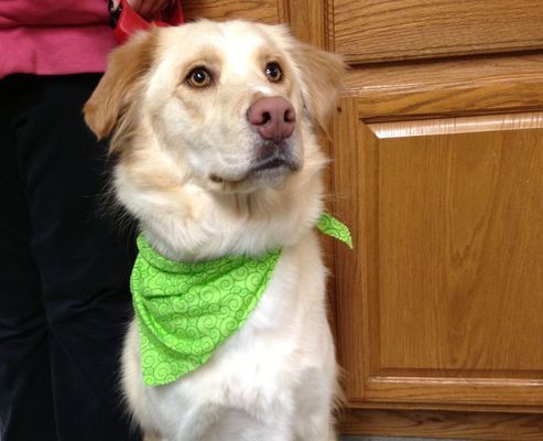 A dog wearing a green bandana is sitting in front of a wooden cabinet.