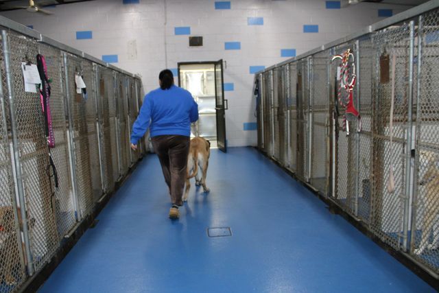 A man is walking a dog in a kennel.