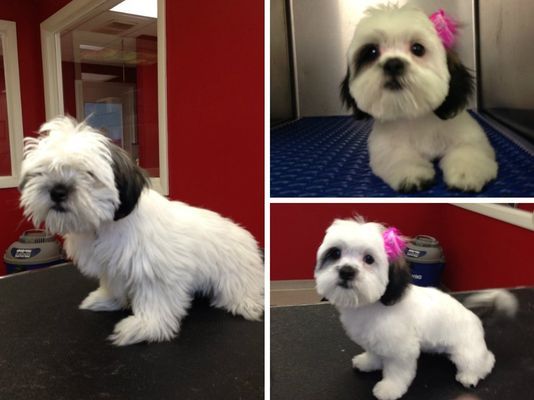 Three pictures of a small white dog with a pink bow on its head