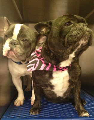 Two french bulldogs are sitting next to each other on a blue mat.