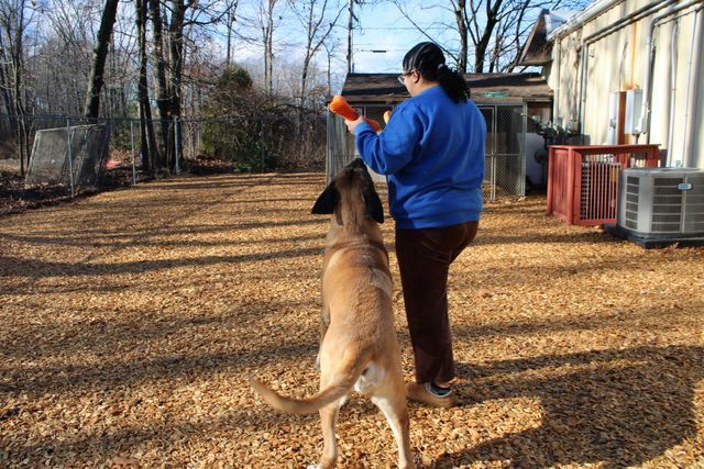 A woman in a blue shirt is playing with a dog