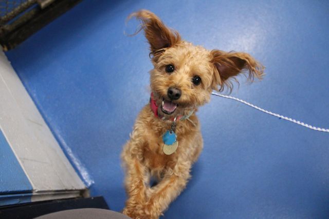 A small brown dog is on a leash and looking up at the camera.