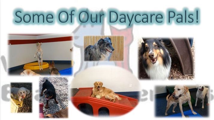 A collage of pictures of dogs with the words some of our daycare pals