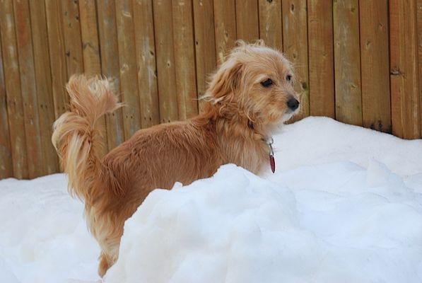 A small dog is standing in a pile of snow.