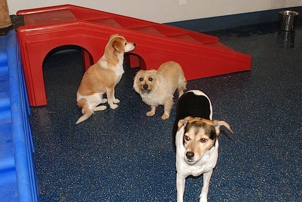 Three dogs are standing in front of a red ramp