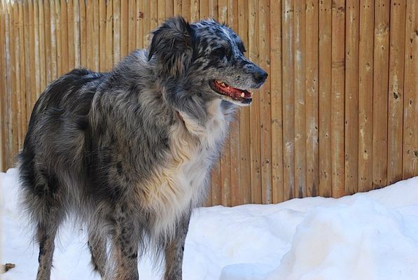 A dog is standing in the snow in front of a wooden fence.