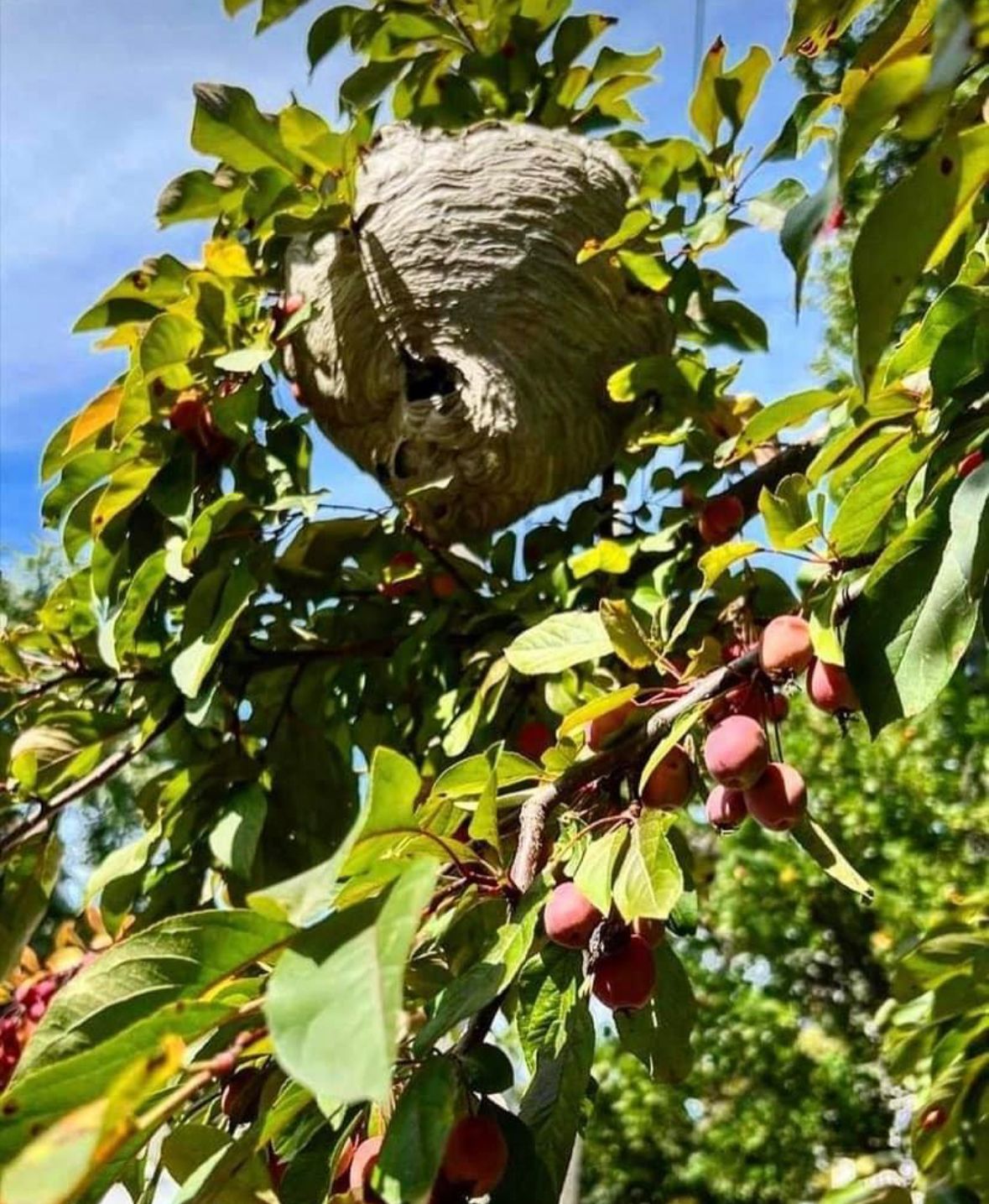A large beehive is hanging from a tree branch