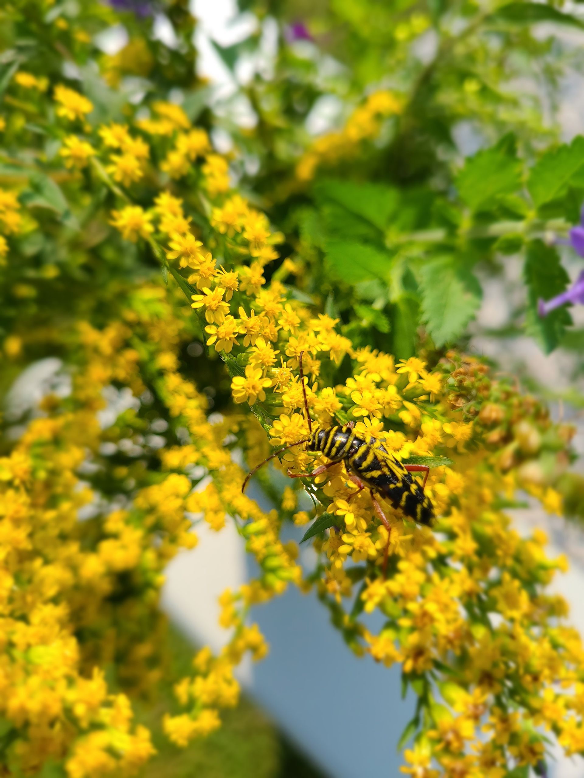 A wasp is sitting on a yellow flower.