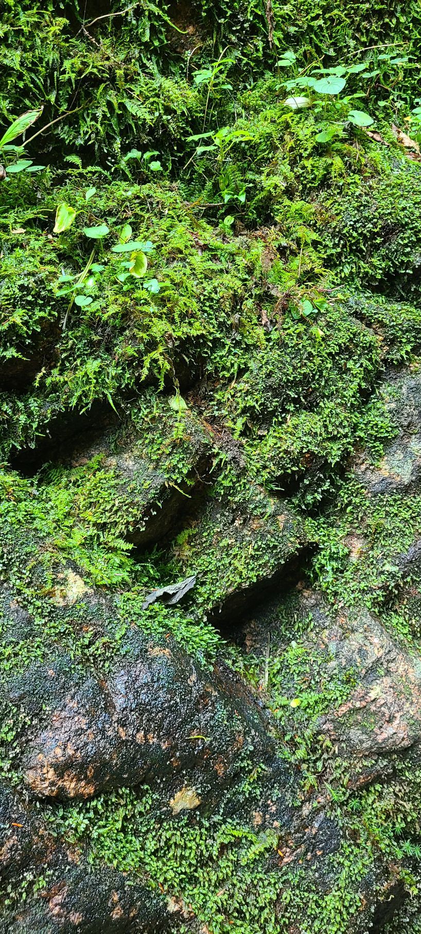 A close up of a rock covered in green moss.