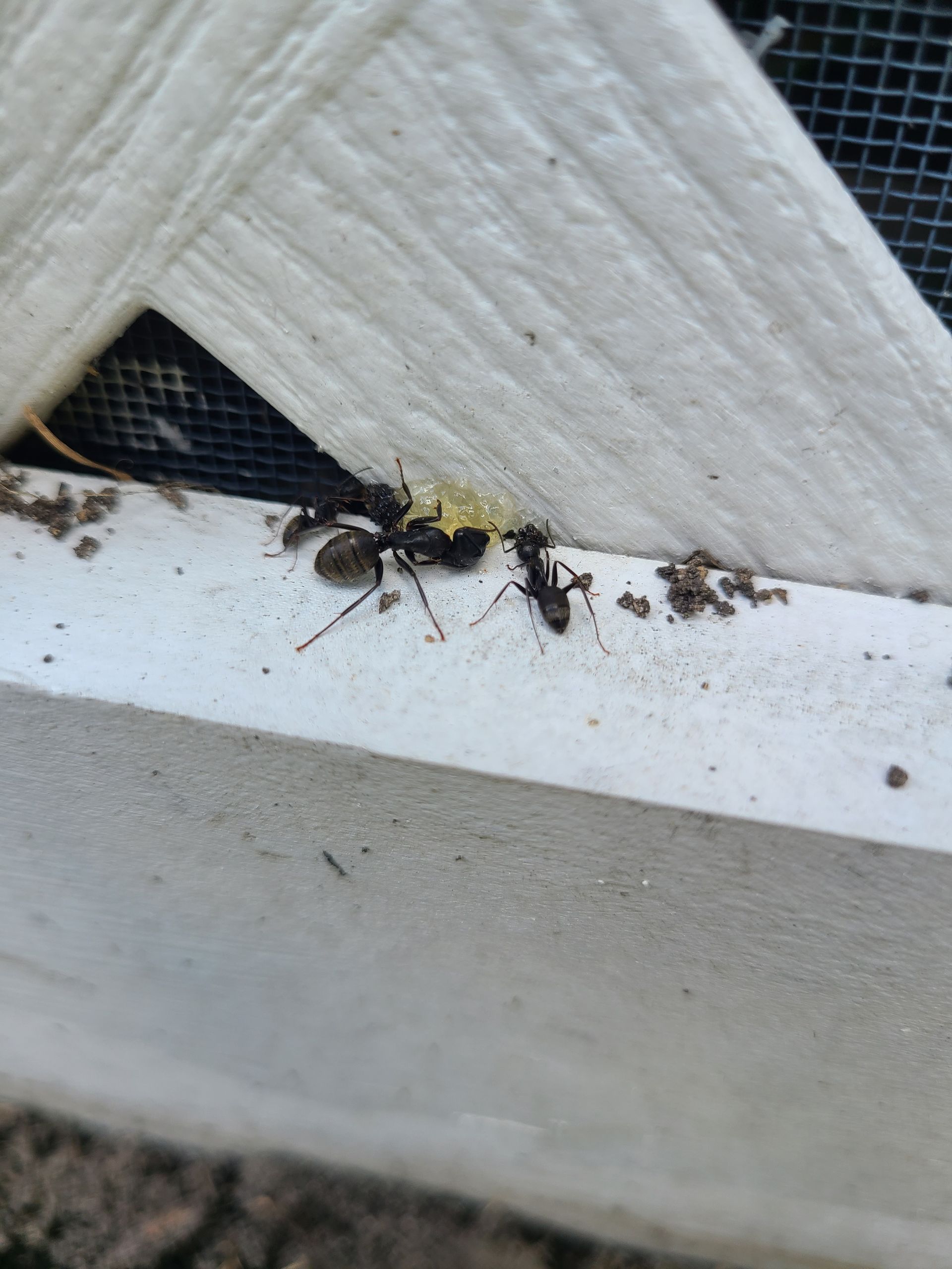 A group of black ants are sitting on a white surface.