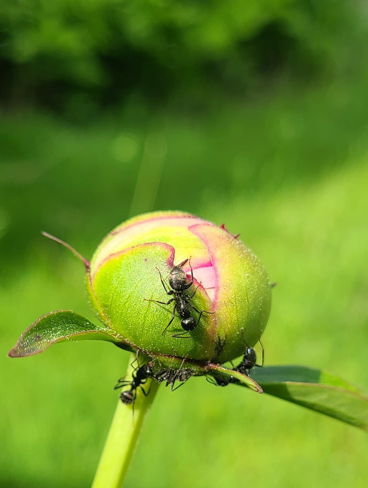 A group of ants are sitting on top of a green flower bud.