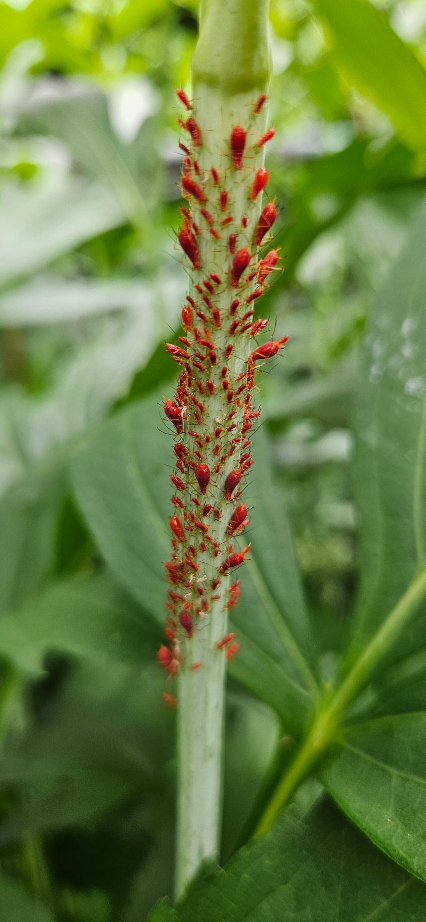 A close up of a plant with red flowers and green leaves.