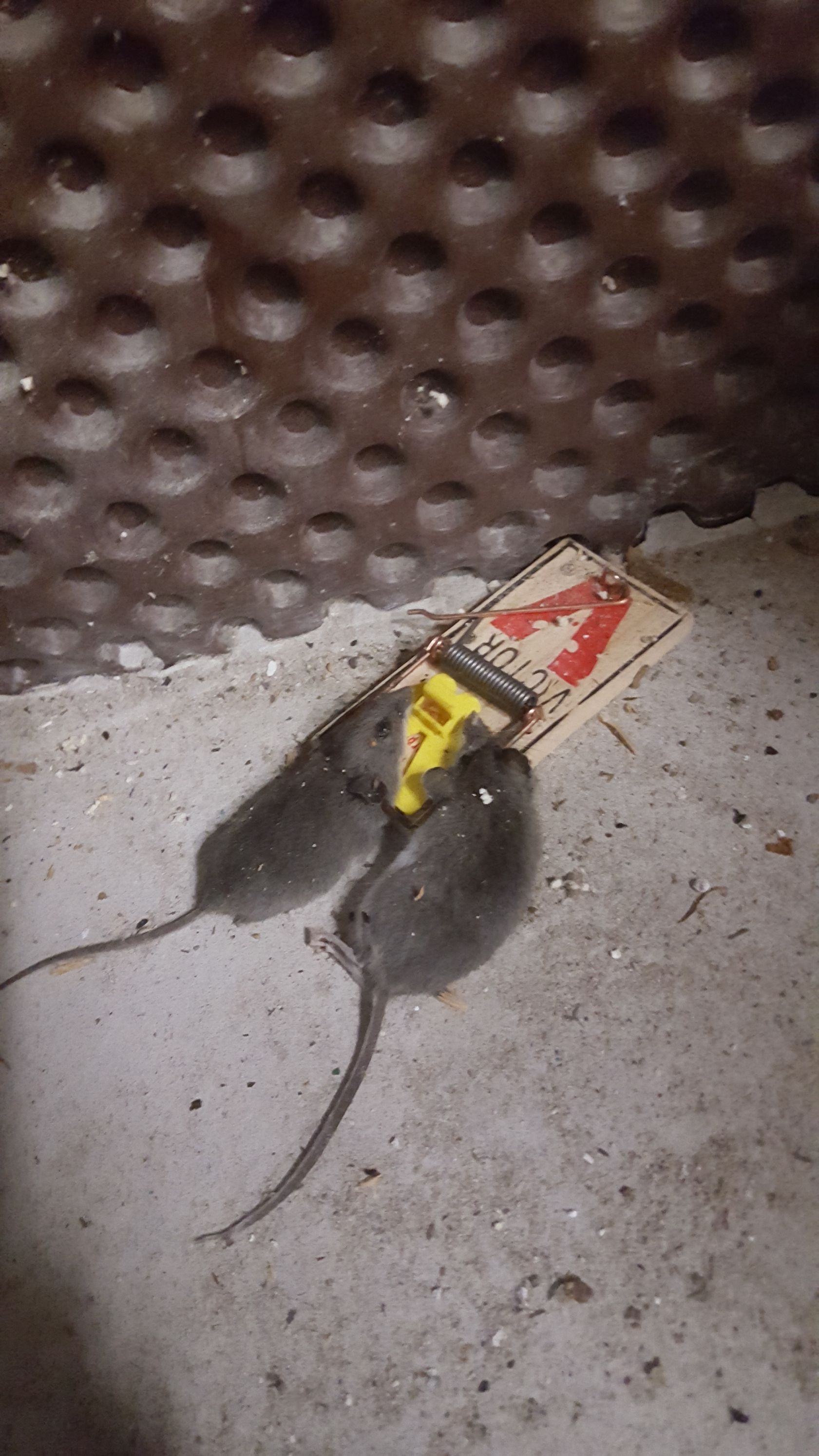 Two mice are sitting next to a mouse trap on the ground.