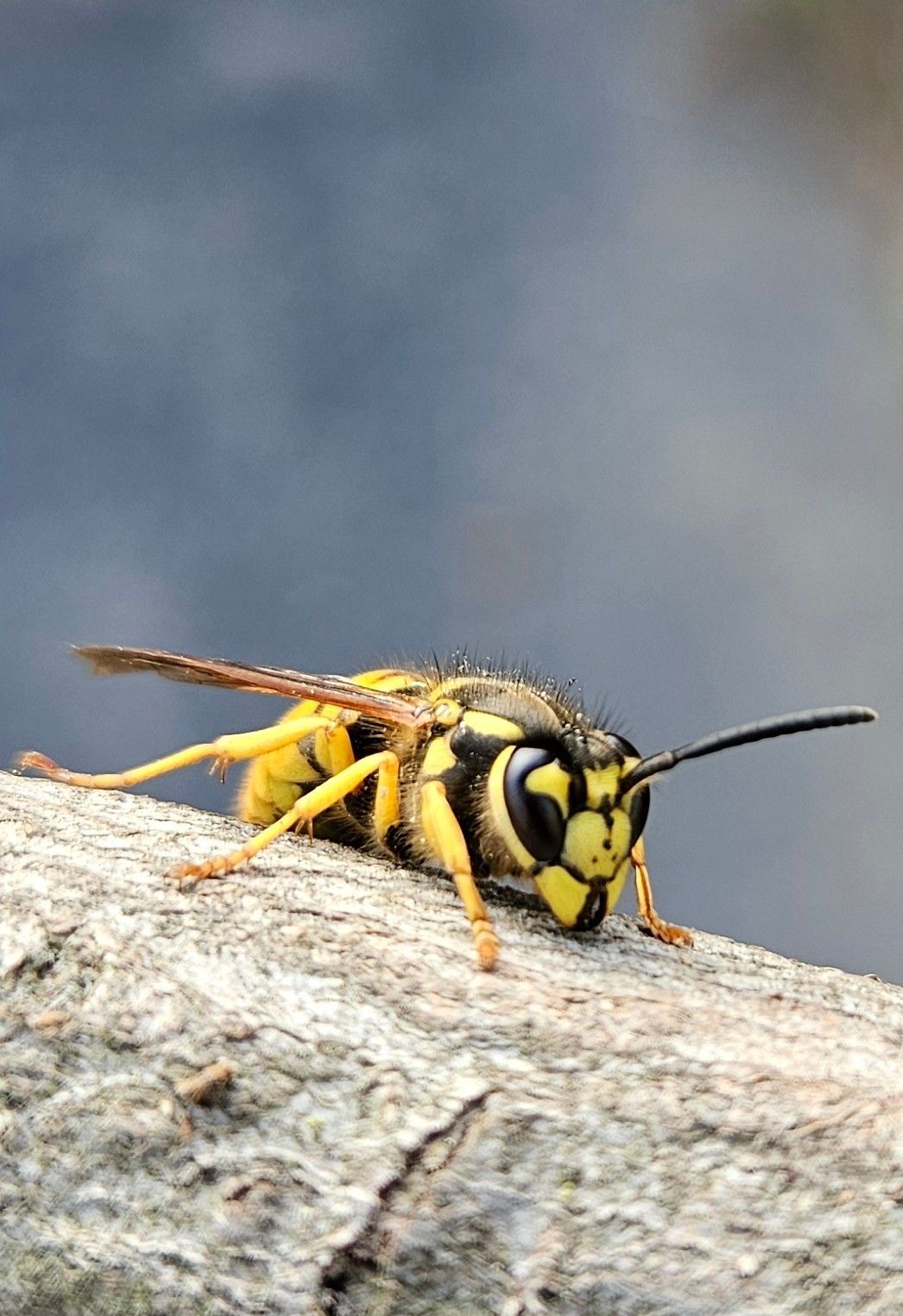 A close up of a wasp sitting on a rock.