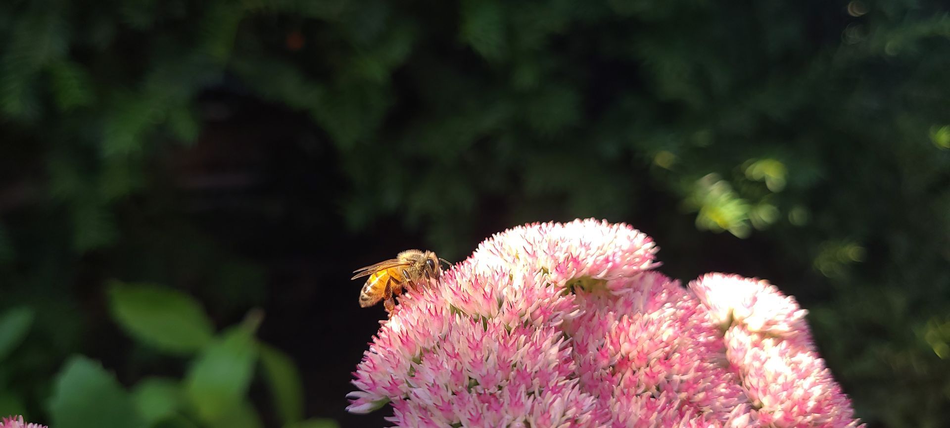 A bee is sitting on top of a pink flower.
