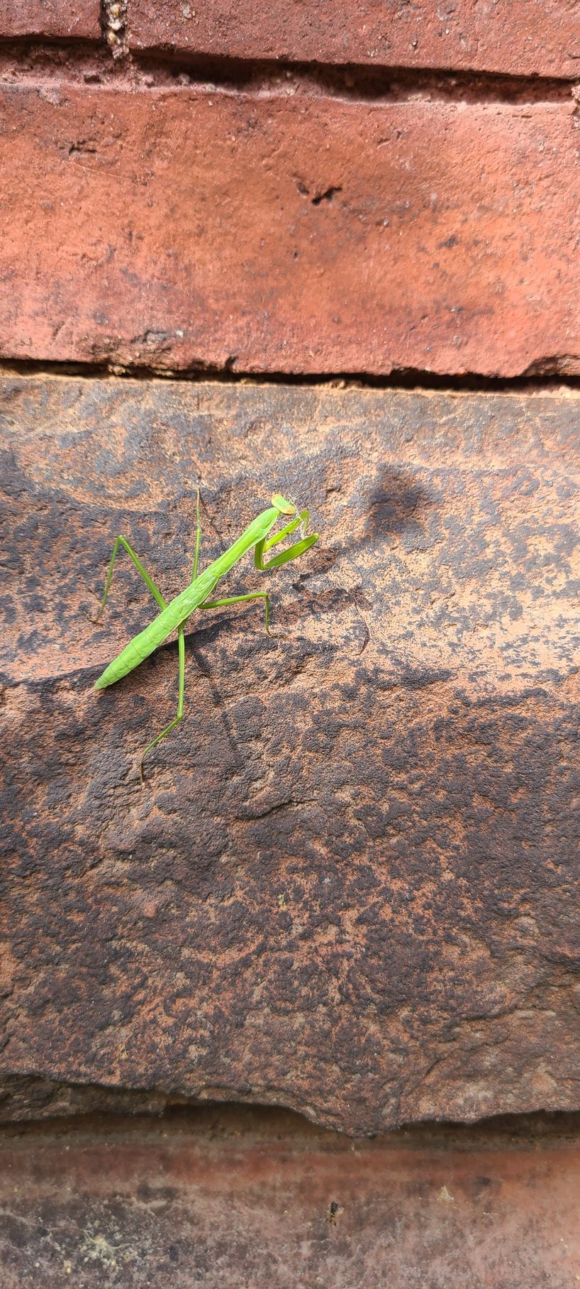 A green praying mantis is sitting on a brick wall.