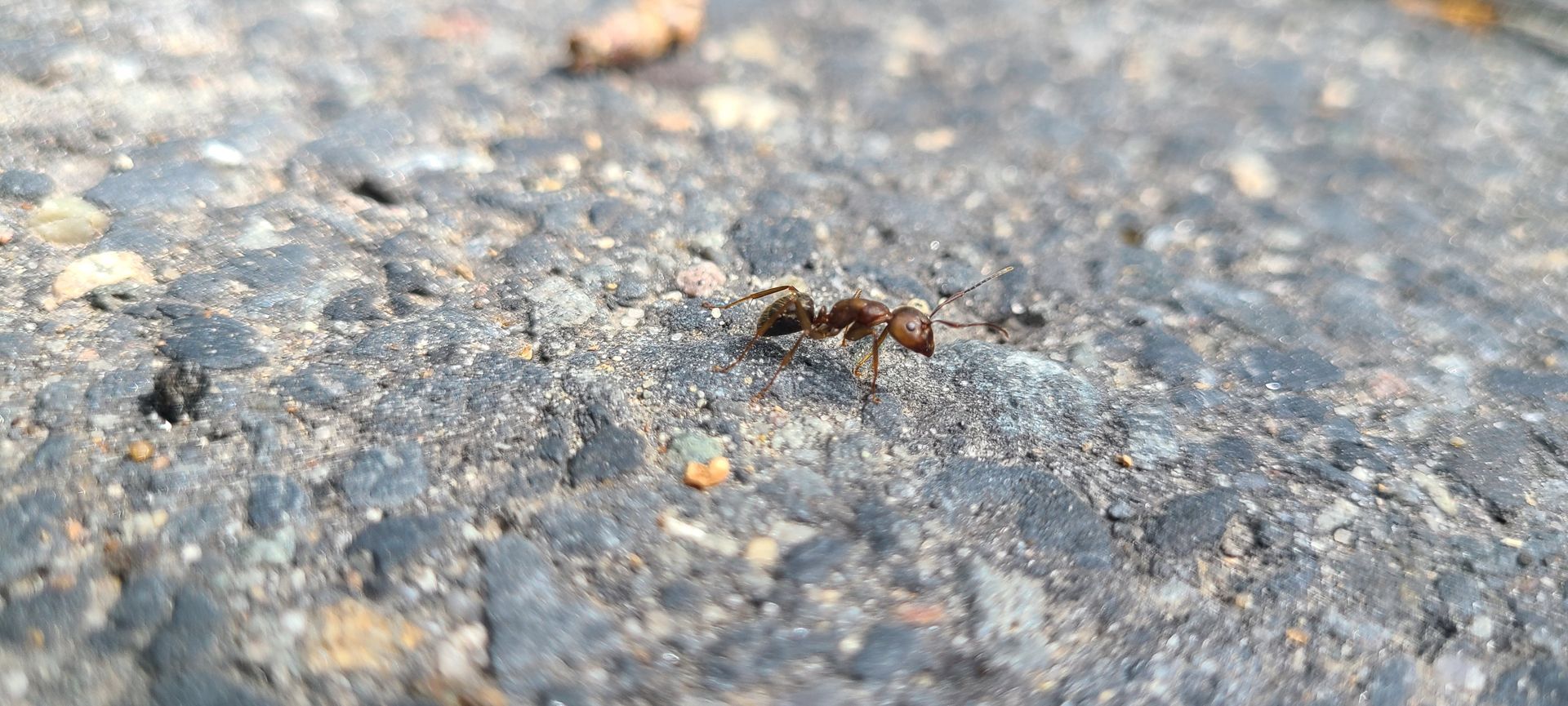 A close up of an ant crawling on the ground.