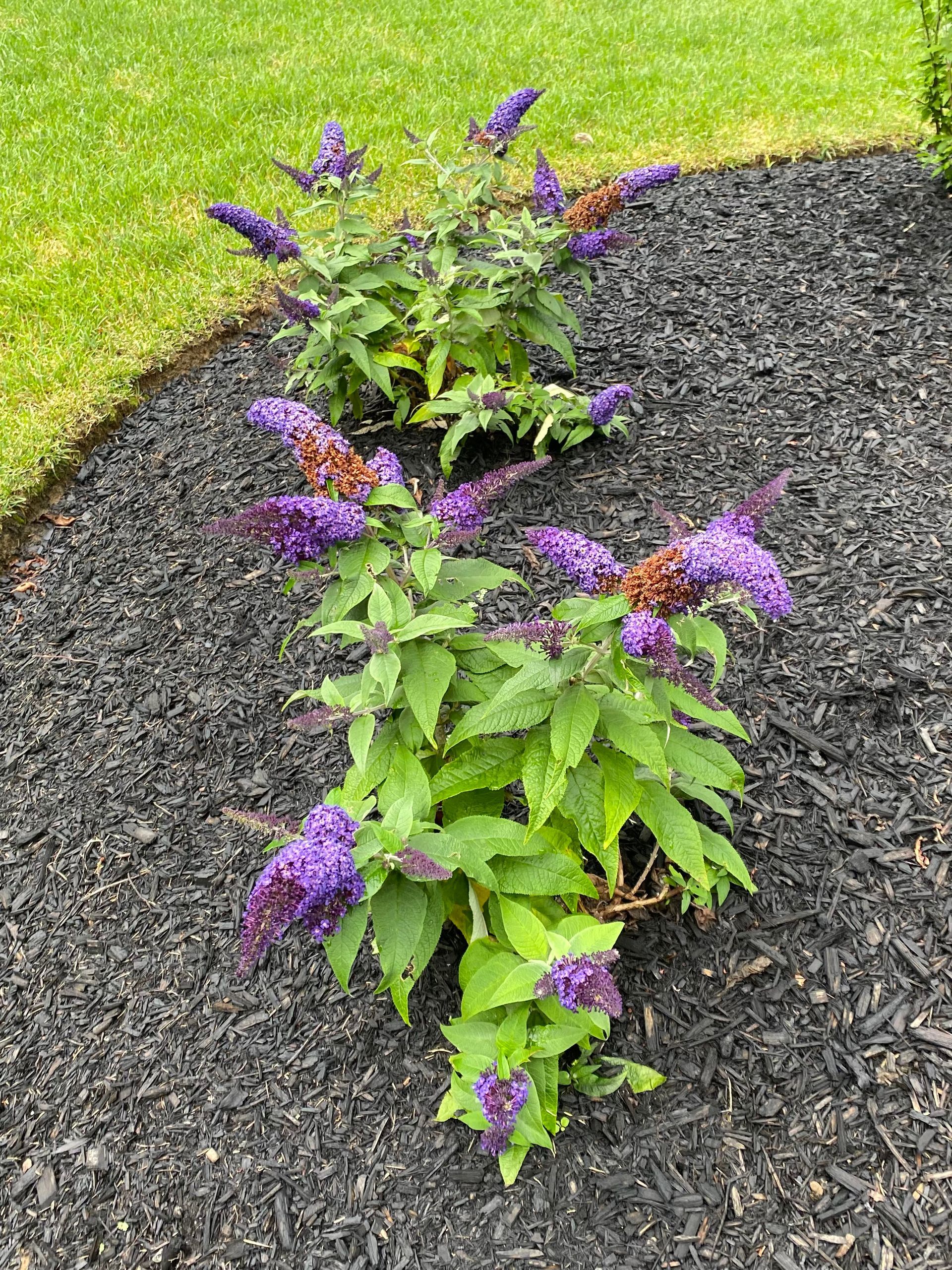 Purple butterfly bushes in a bed of black mulch, bordered by green grass.