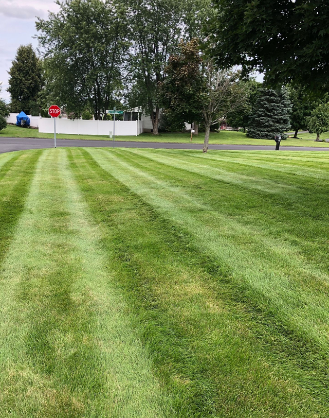 Green lawn with alternating stripes, driveway in foreground, houses and trees in background.