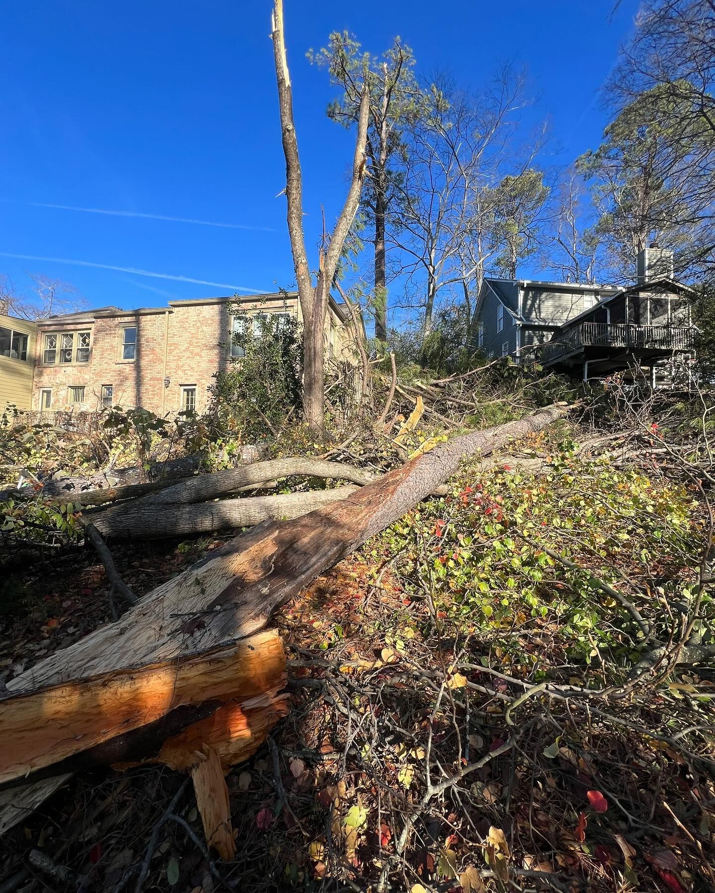 Fallen tree across a hillside, with buildings and a house in the background under a blue sky.