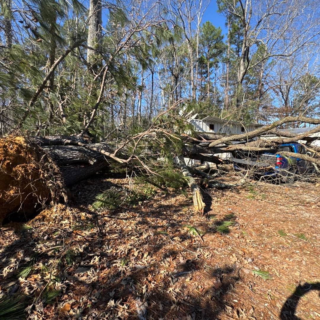 Fallen tree with exposed roots on the ground; background shows trees and a building on a sunny day.