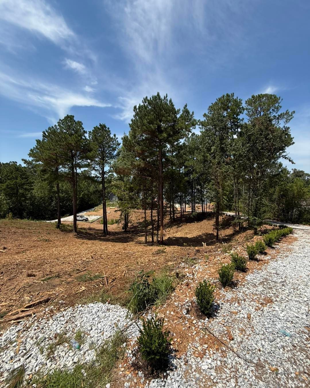 Trees on a cleared, sloped lot with a gravel driveway and blue sky.