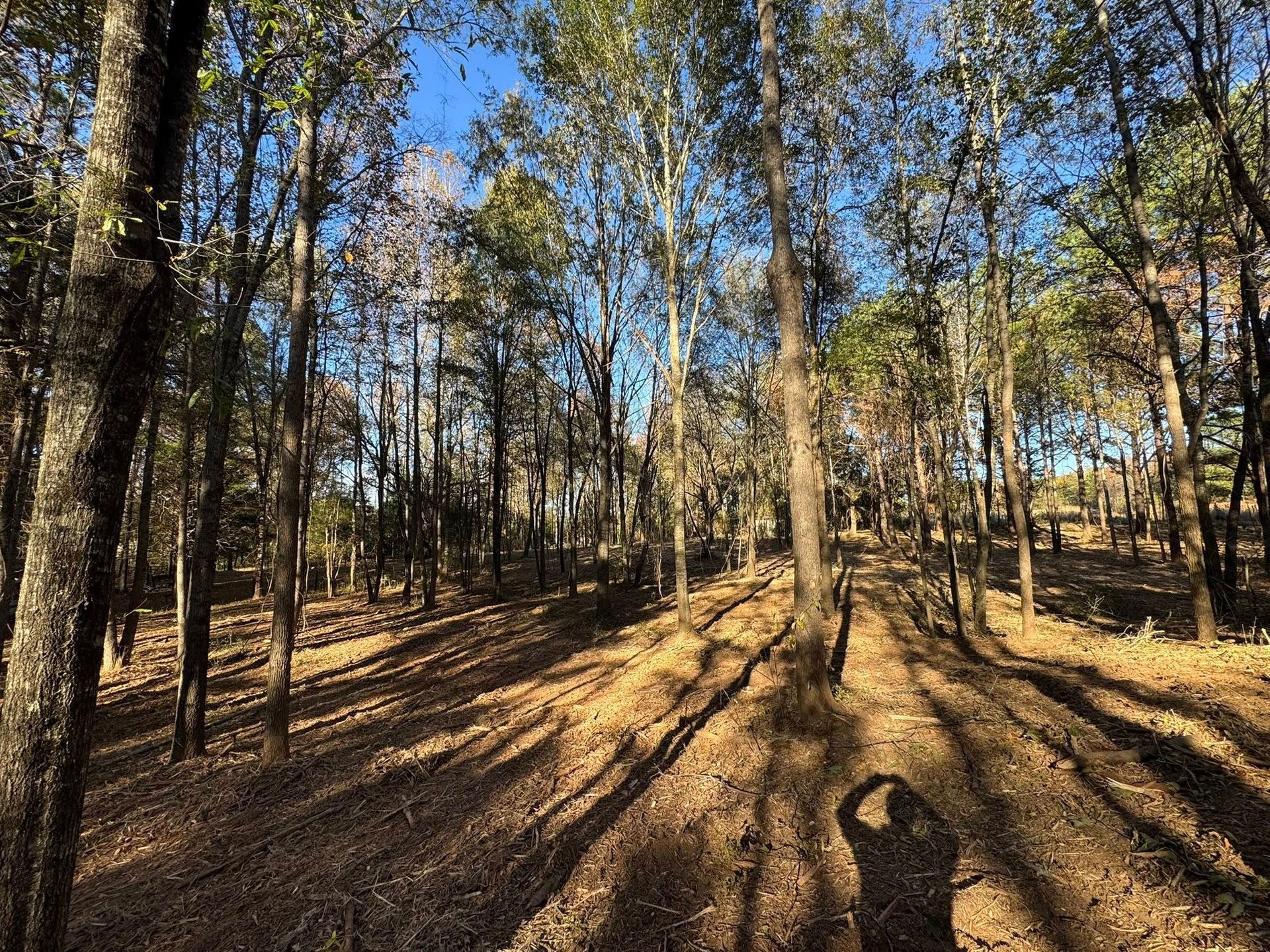 Sunlit forest with tall trees and long shadows on a dry, brown forest floor.