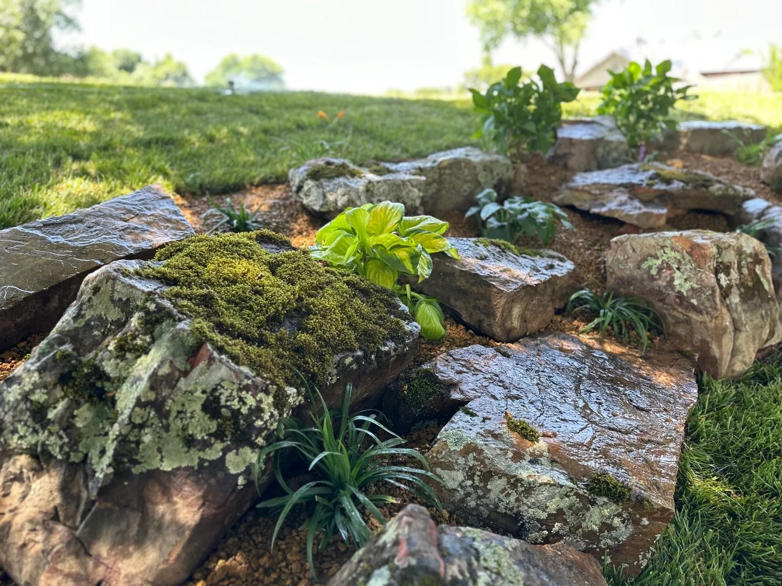 Sunlit rock garden with moss-covered stones and small green plants on a grassy slope