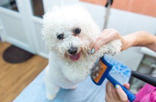 Dog getting groomed