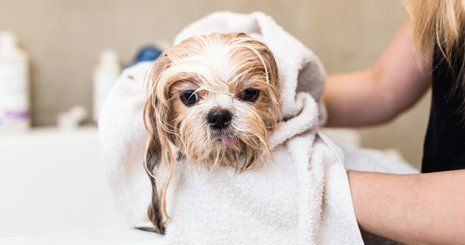 Dog bathing