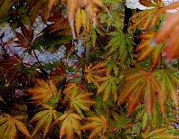 leaves