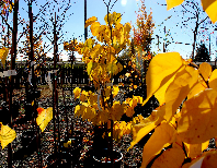 Yellow leaves