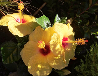 Yellow hibiscus