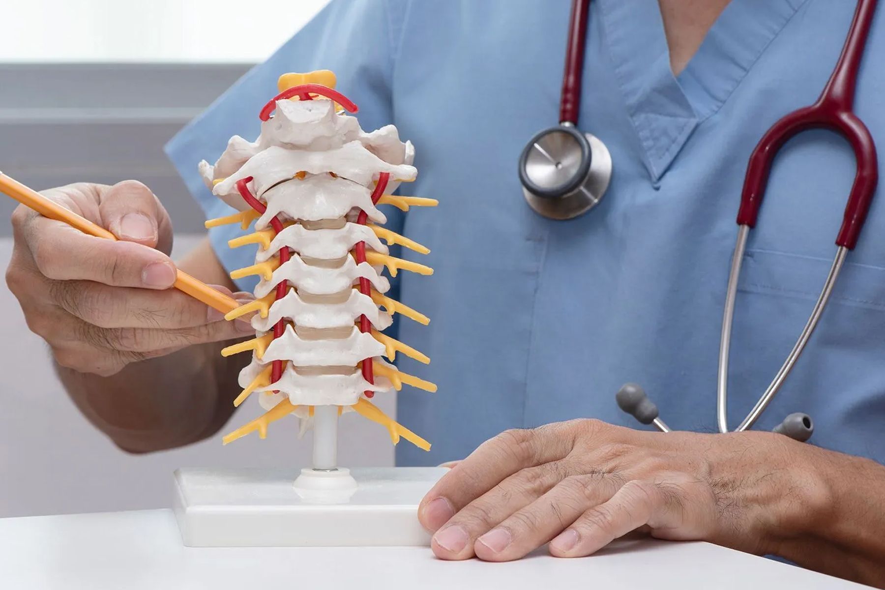 A doctor is holding a pencil over a model of a spine.