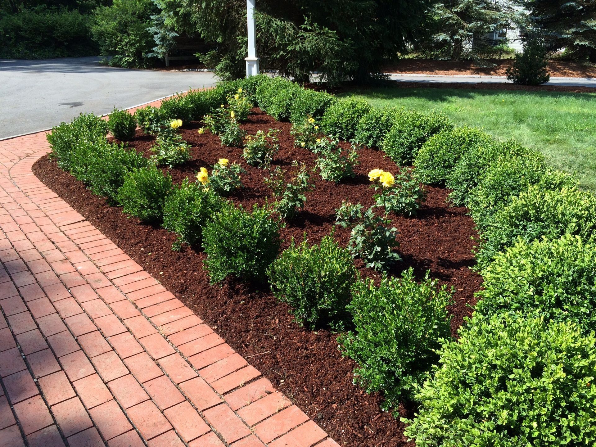 Brick-bordered flowerbed with rounded green bushes and yellow flowers, mulched with brown wood chips.