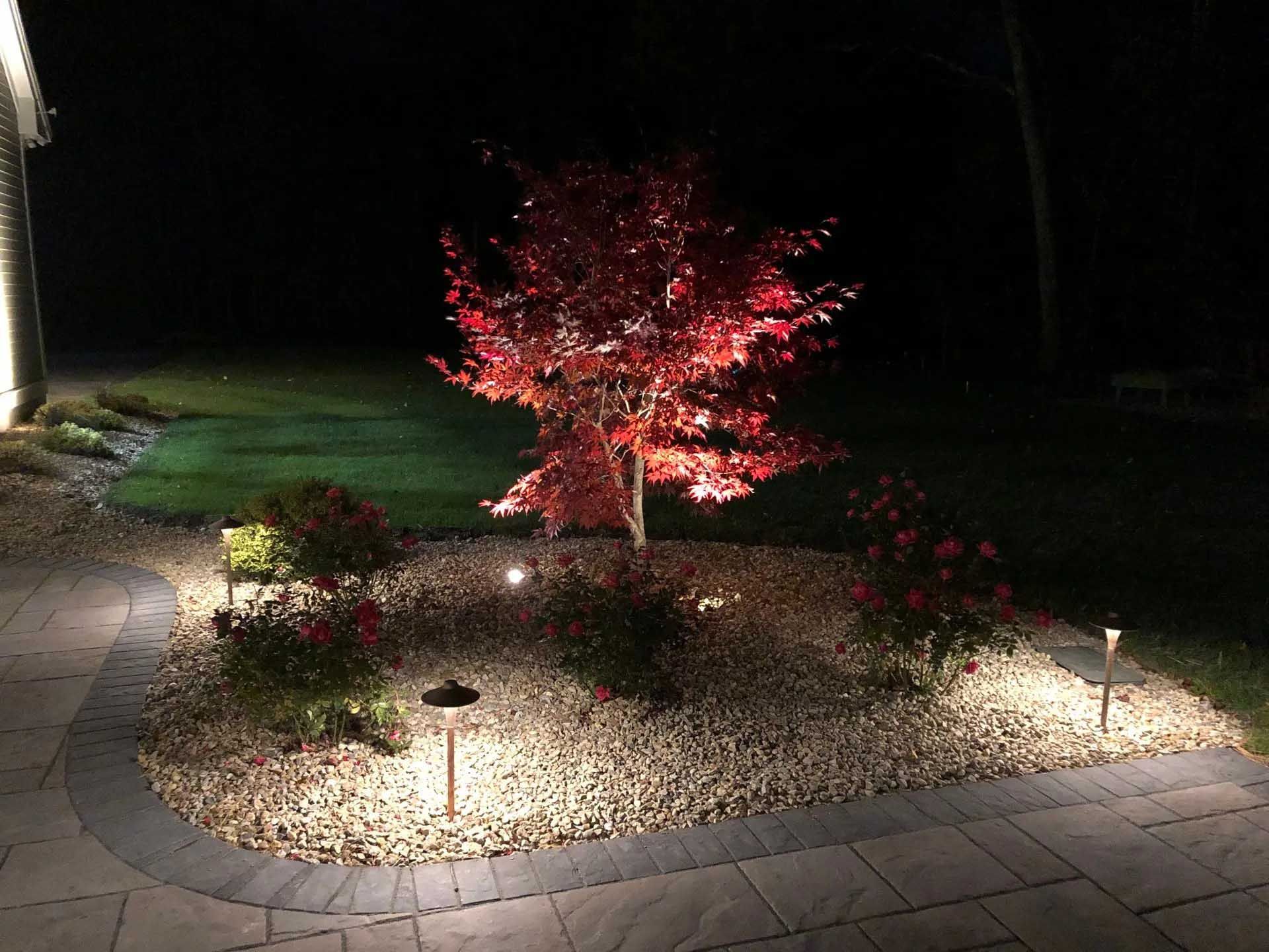 Red-leafed tree and surrounding shrubs lit by spotlights in a garden at night. Stone pathway in foreground.