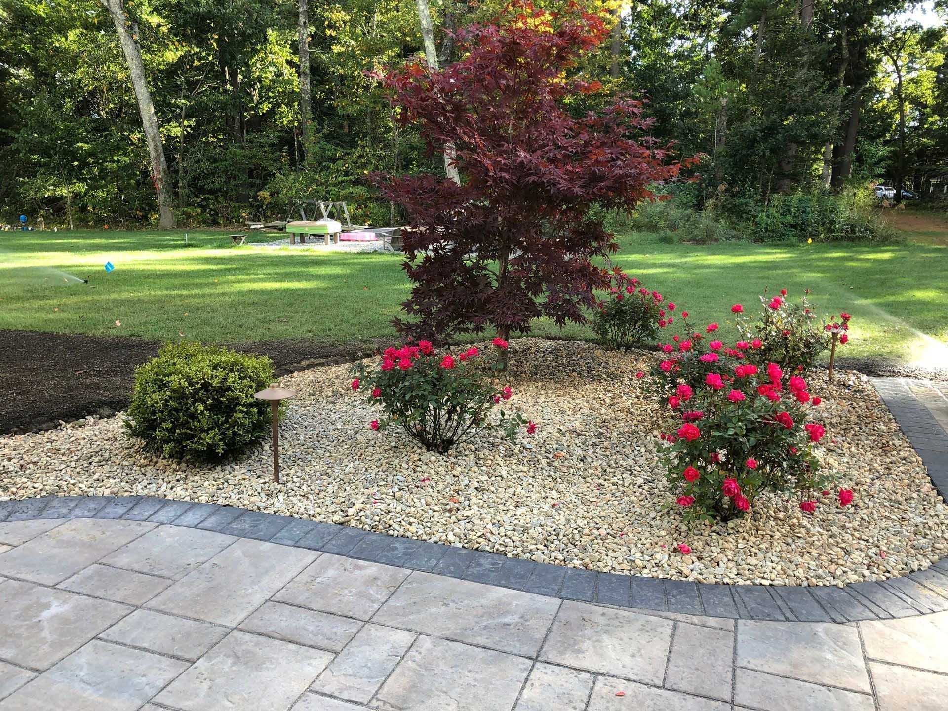 Landscaped garden bed with red roses, purple tree, and light brown gravel.