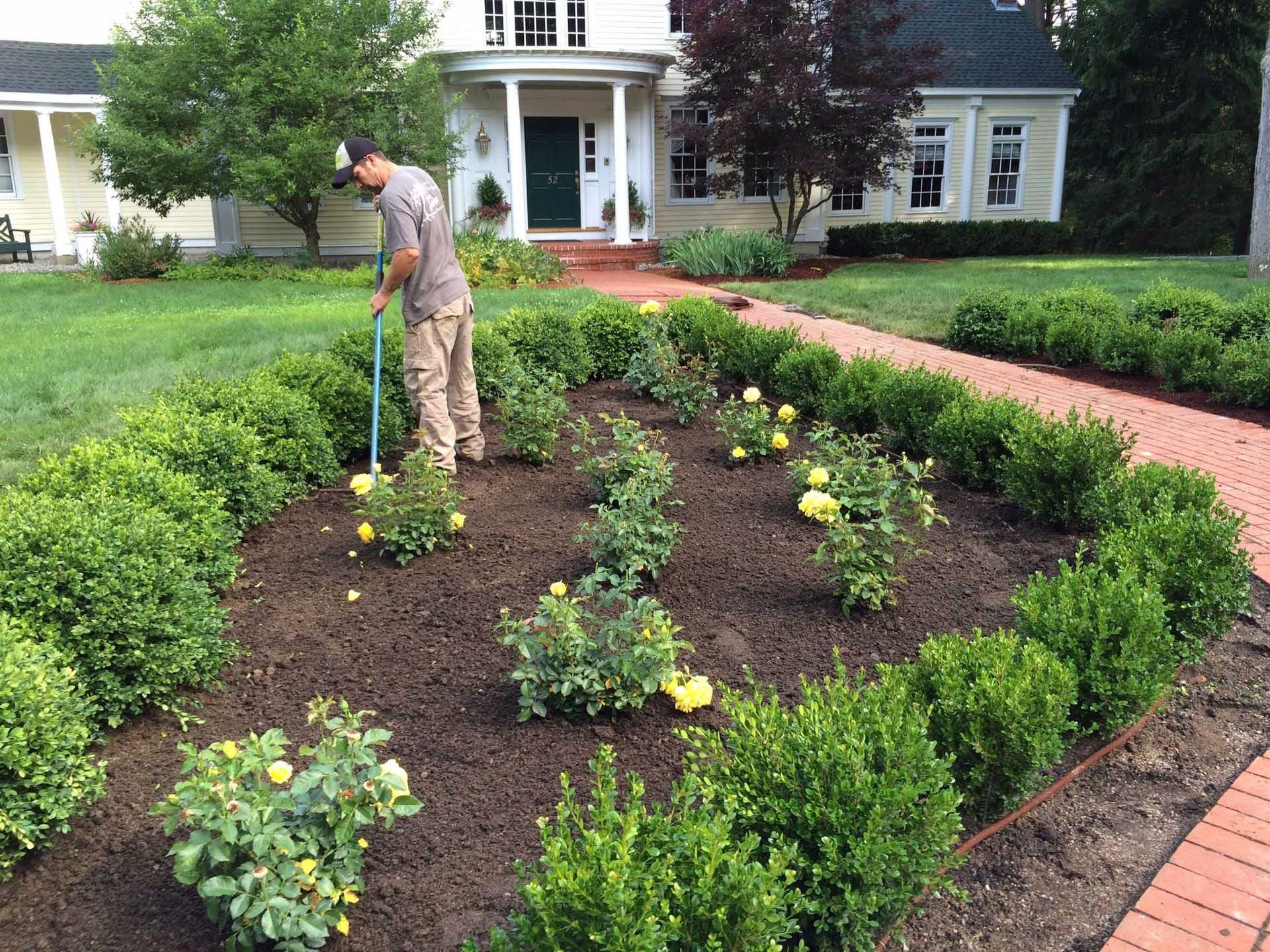 A man waters rose bushes in a garden surrounded by green hedges, in front of a house.