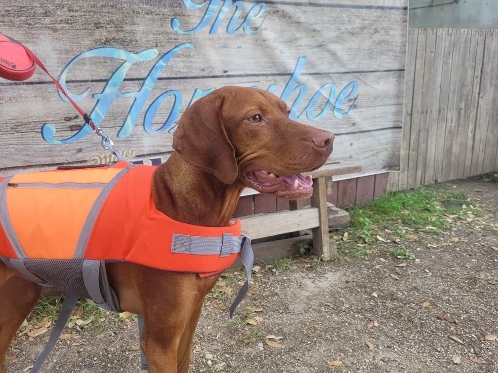 A brown dog is wearing an orange life jacket
