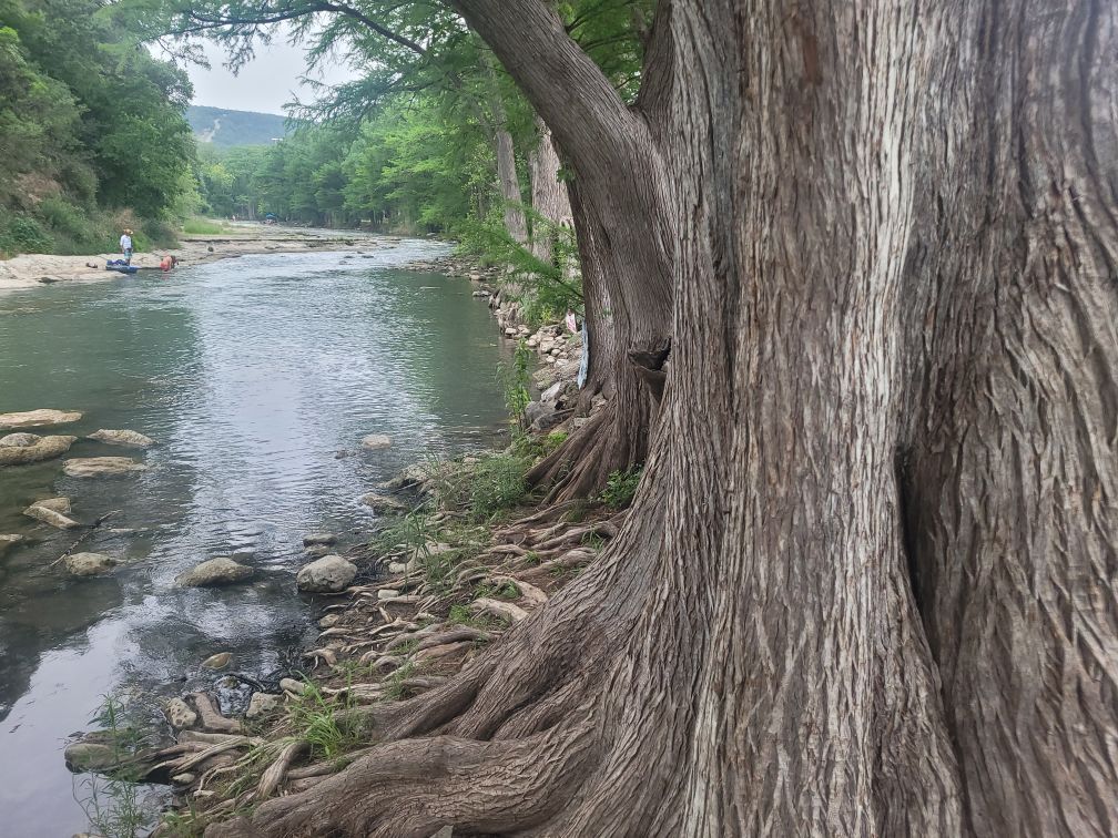 A tree trunk is standing next to a river.