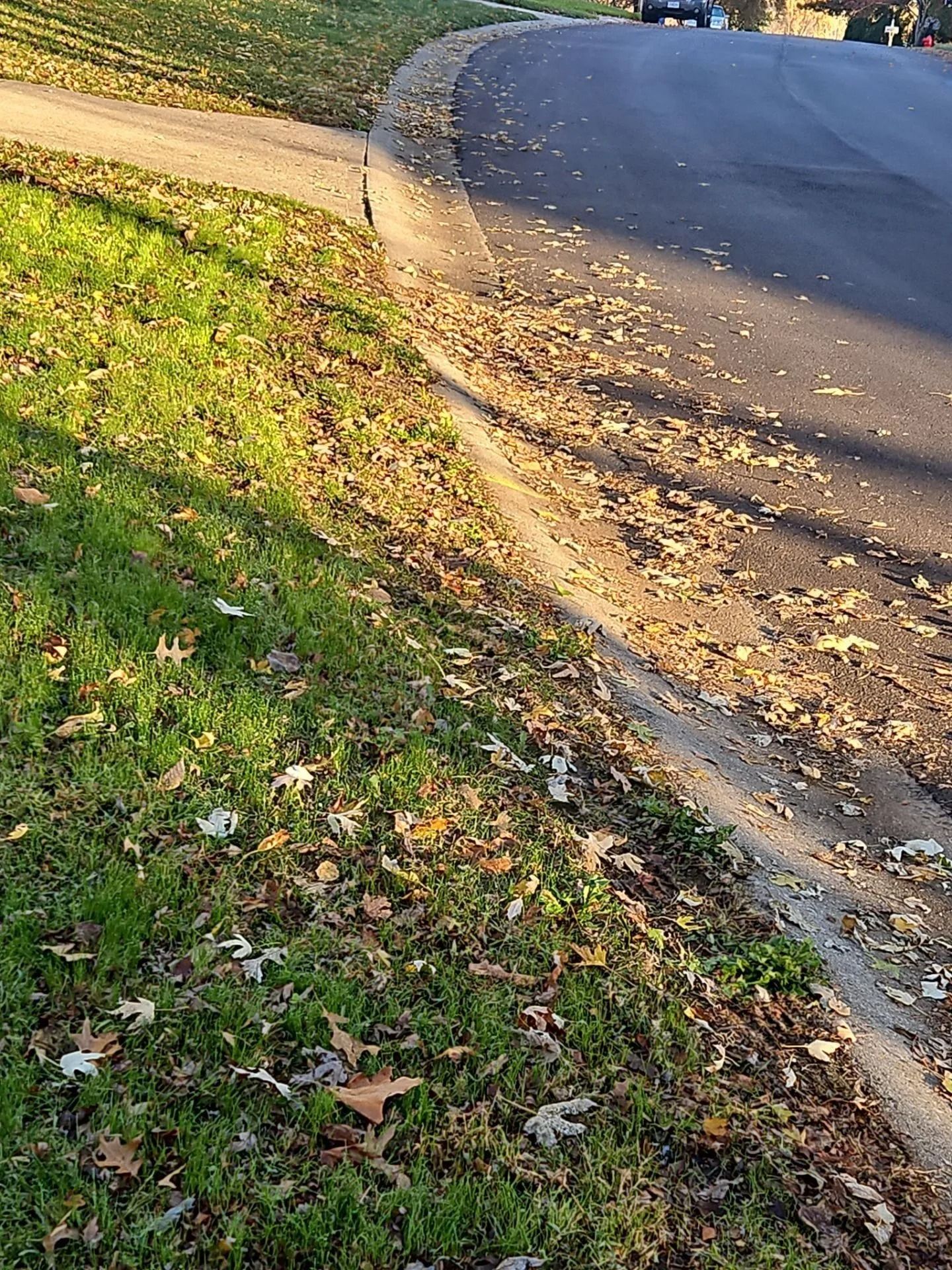 Green grass and curb next to a road, covered in fallen brown leaves.