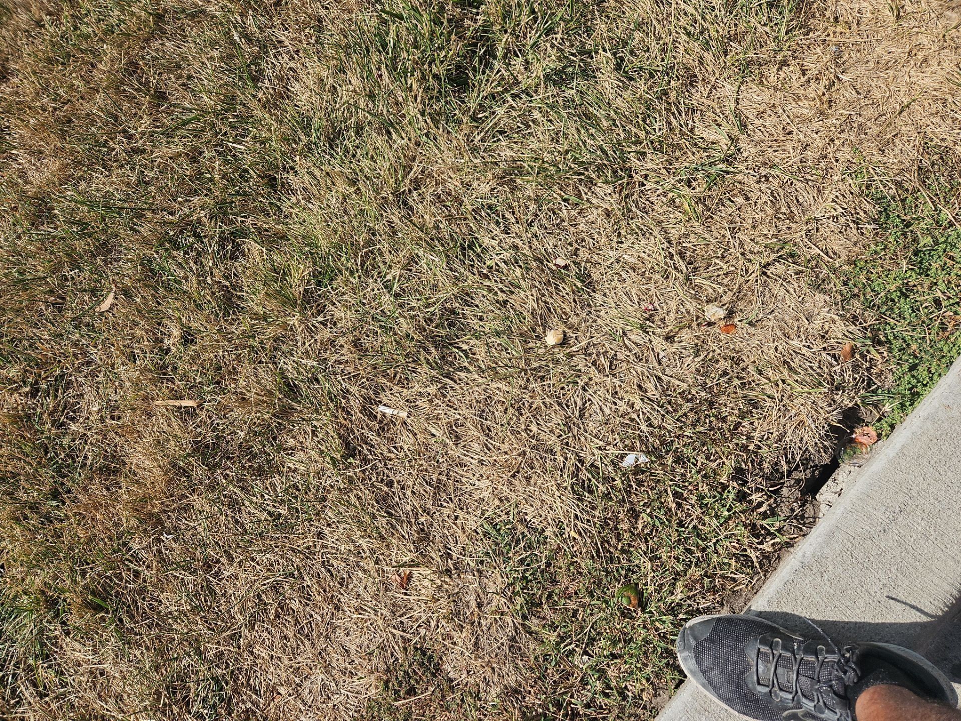 Dry grass next to a concrete curb. A person's shoe is visible on the right.