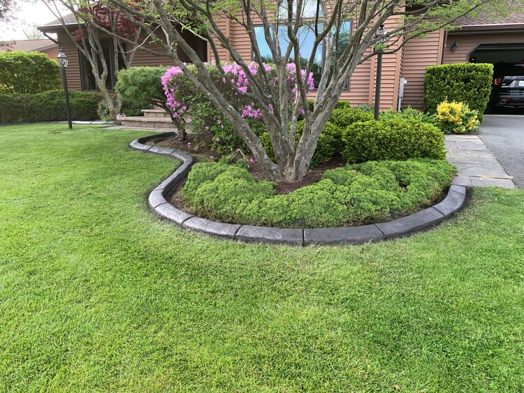a lush green lawn with a tree in the middle of it .