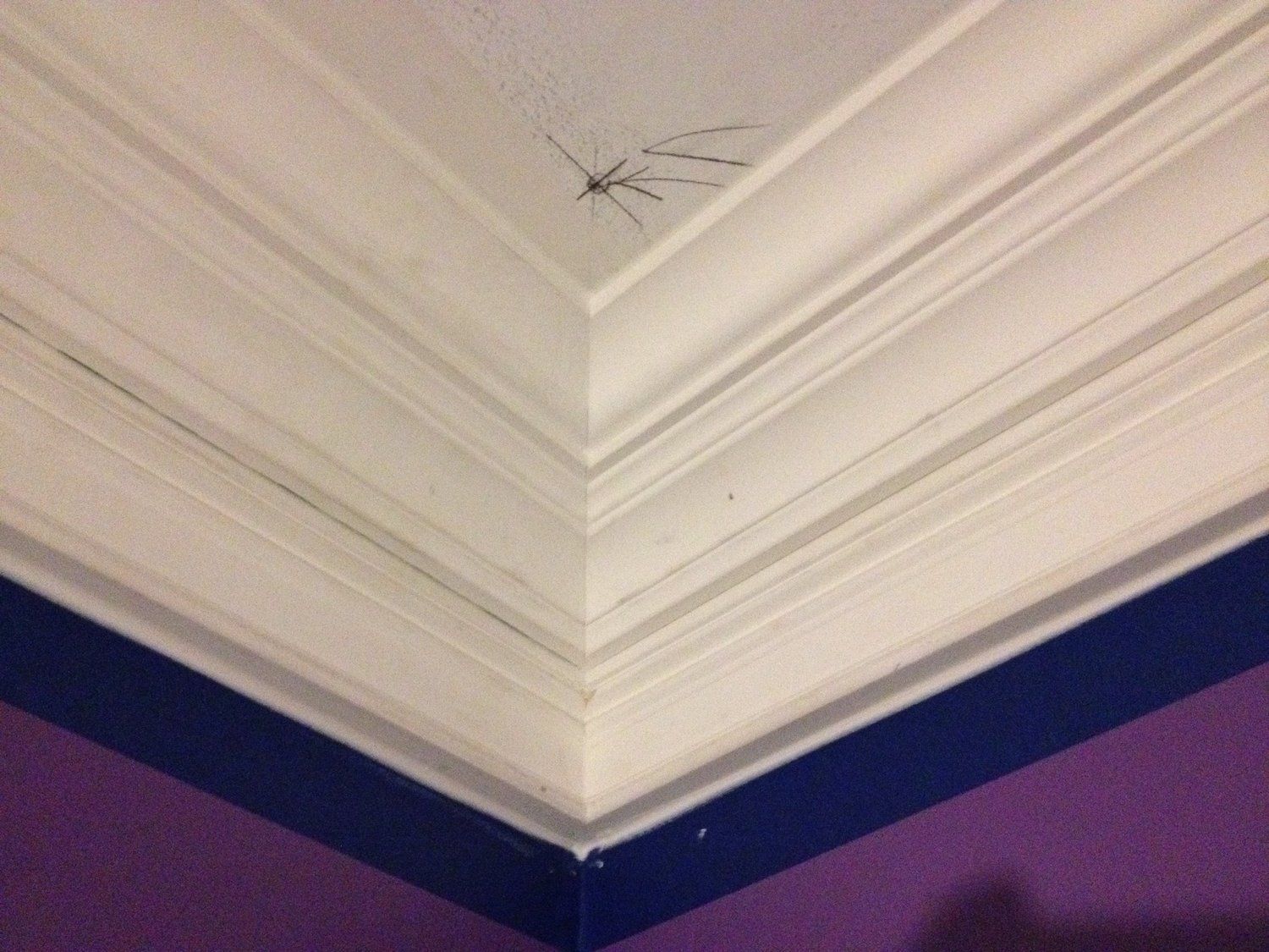 a spider is crawling on the corner of a ceiling