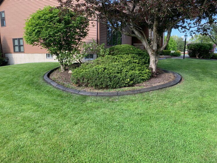 a lush green lawn with a tree in the middle of it in front of a house
