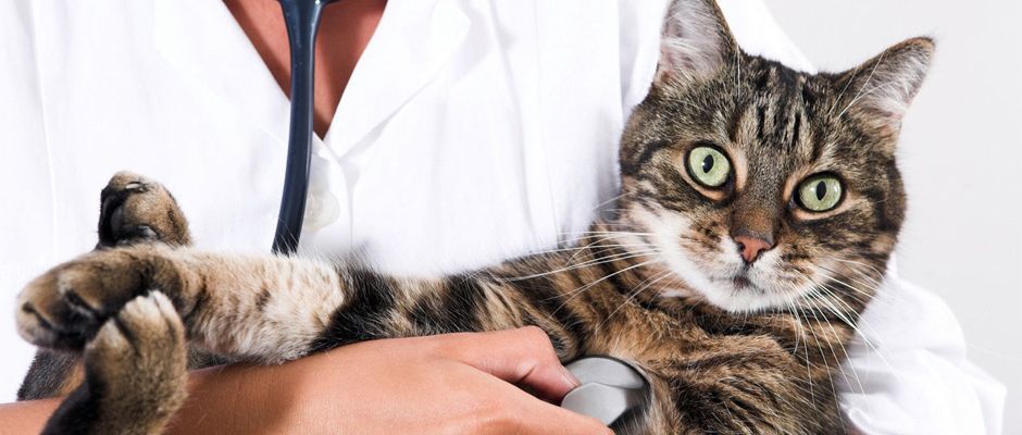 A cat being checked by a vet