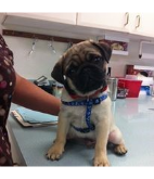 Dog at the vet hospital