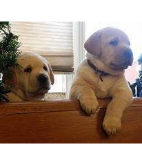 Cute puppies