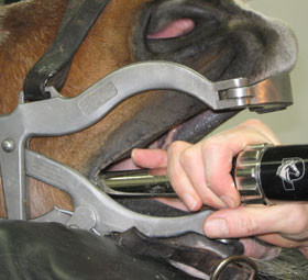 horse' mouth being cleaned